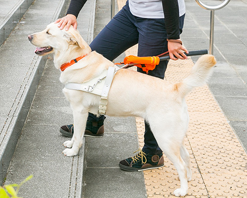 日本盲導犬協会