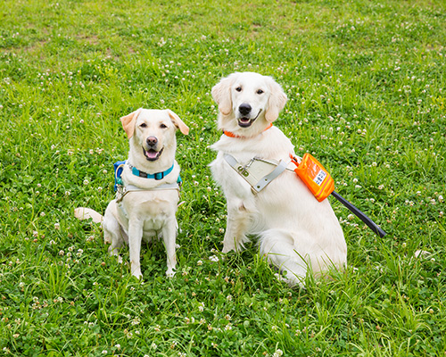 Japan Guide Dogs for the Blind Association