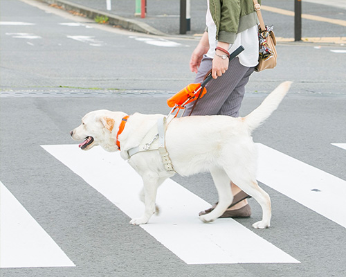 Japan Guide Dogs for the Blind Association