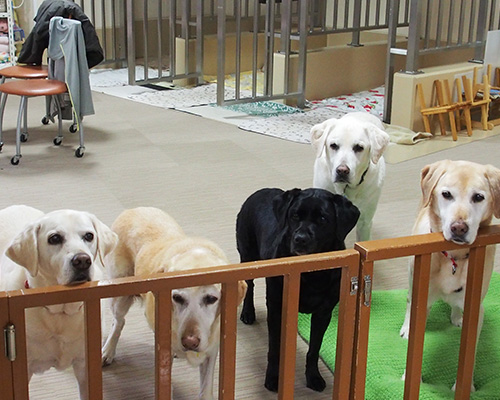 北海道盲導犬協会