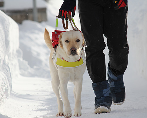 北海道盲導犬協会