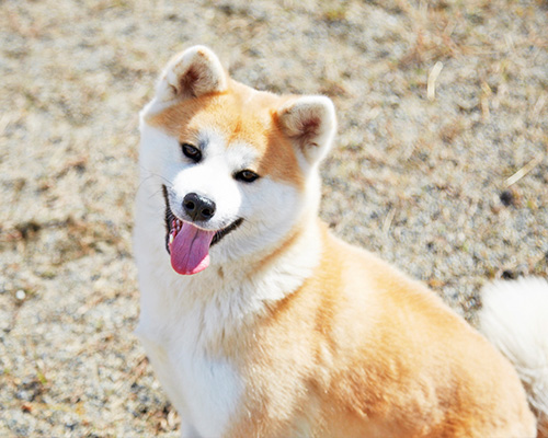 ONE FOR AKITA プロジェクト